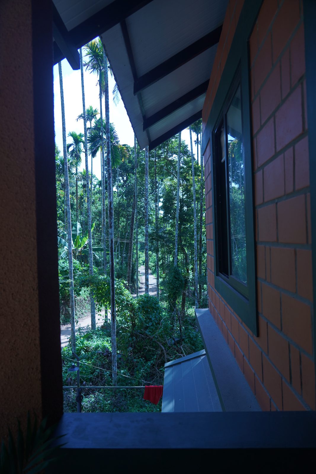 Brick wall and window with tall areca palms seen from the balcony