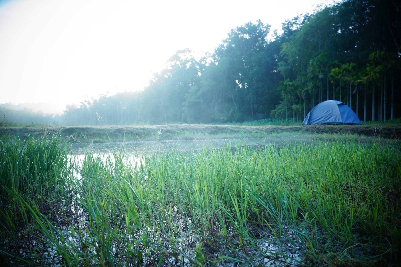 Misty paddy pond at dawn with a tent among the areca trees