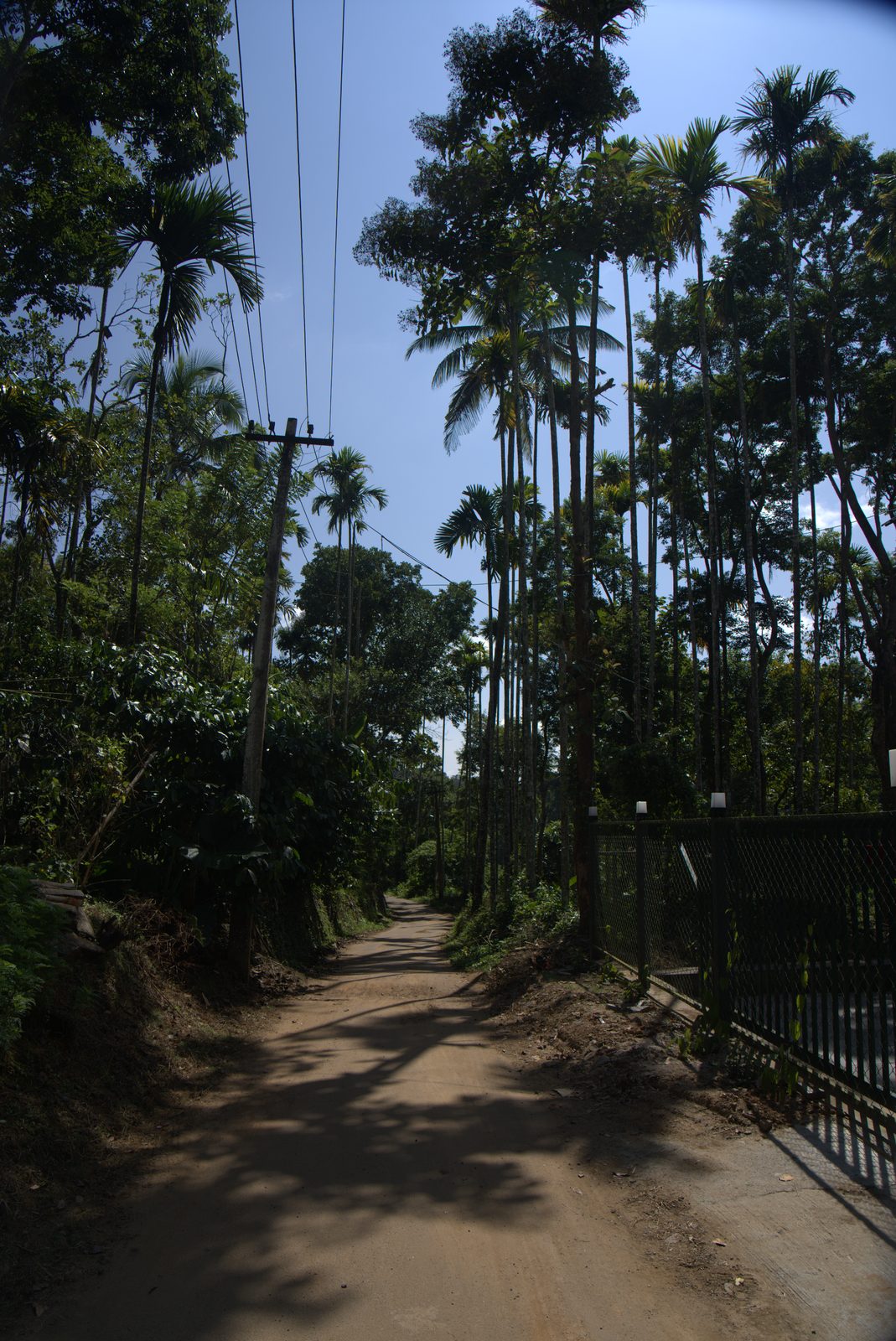 Shaded dirt road lined with areca palms leading to the homestay